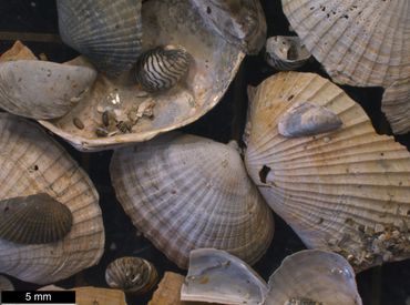 Some of the unique Pontocaspian species from the bottom of the Razim Lake, including three endemic species of cockle (Monodacna colorata, Adacna fragilis and Hypanis plicatus). Only the first species is still found alive in the last ten years in the Razim Lake system