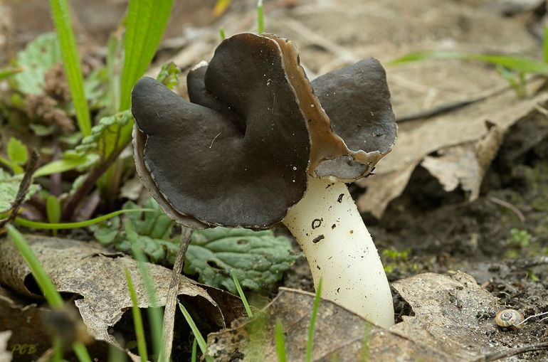 Nonnenkapkluifzwam (Helvella fusca)