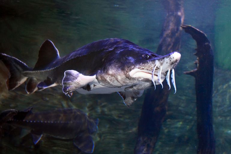 Beluga-steur, bekend van de kaviaar