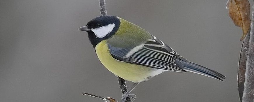 Nature Today Stadsvogels Zingen Een Toontje Hoger