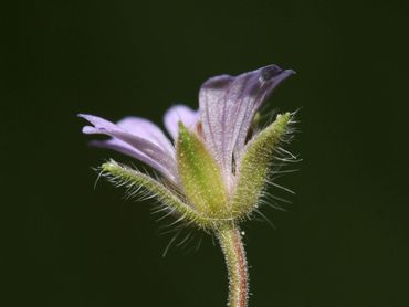 Kleine ooievaarsbek