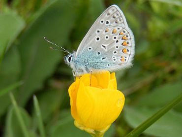 Het icarusblauwtje vliegt in meerdere generaties per jaar