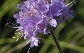 Blauwe knoop. Fotograaf Pethan, via Wikipedia vrij gebruik onder GFD-licentie