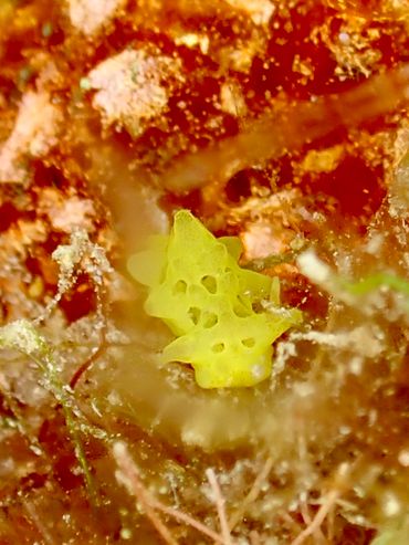 Rare nudibranch Aegires sublaevis, documented on Bonaire. This nudibranch has been reported nowhere else in the Caribbean
