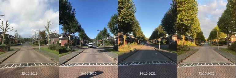 Stand van bladverkleuring van platanen in Almere rond 20 oktober in de jaren 2019 tot en met 2022. Herfstverkleuring begint duidelijk het laatst in 2020