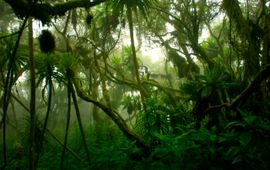 Afrikaans regenwoud