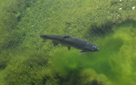Jan van der Straaten, Saxifraga Salmo trutta ssp fario. Forel