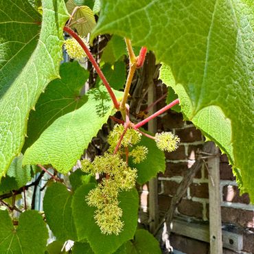 Japanse wijnstok, Vitis coignetiae, in de Leidse Hortus