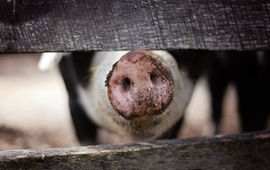Pexels Varkensneus tussen twee houten planken