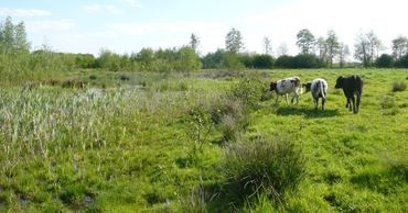 Begrazing blijkt een effectieve beheermaatregel 