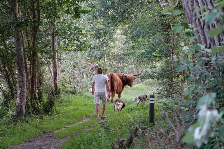 Als grazers op of naast het pad liggen of het pad oversteken, ook dan afstand houden. Houd honden aan de lijn.