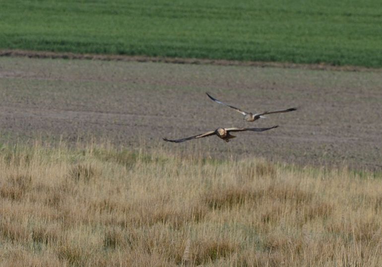 Loggervogel ’Wiliam’ met vrouwtje, 18 april 2015