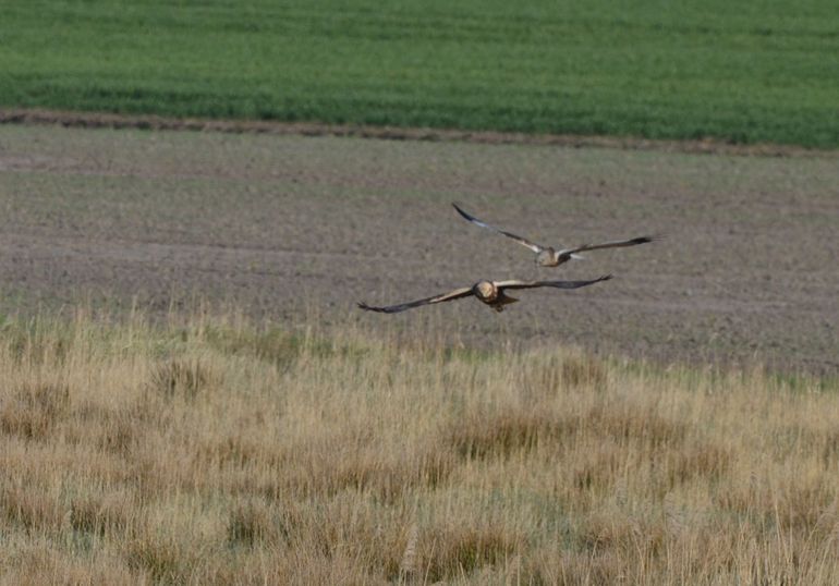 Loggervogel ’Wiliam’ met vrouwtje, 18 april 2015