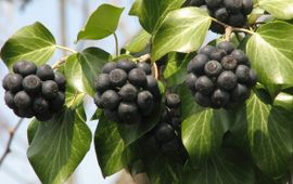 Hedera helix. Klimop