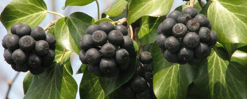 Hedera helix. Klimop