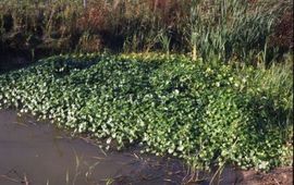 Baudewijn Odé Grote waternavel overzicht