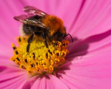 Een boomhommel (Bombus hypnorum) die stuifmeel verzamelt van een cosmea bloem in de tuin