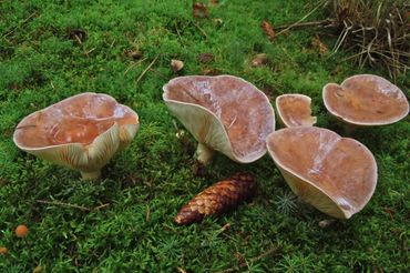 Door het ouder worden van de Drentse sparrenbossen is het aantal meldingen van de Forse melkzwam sterk toegenomen