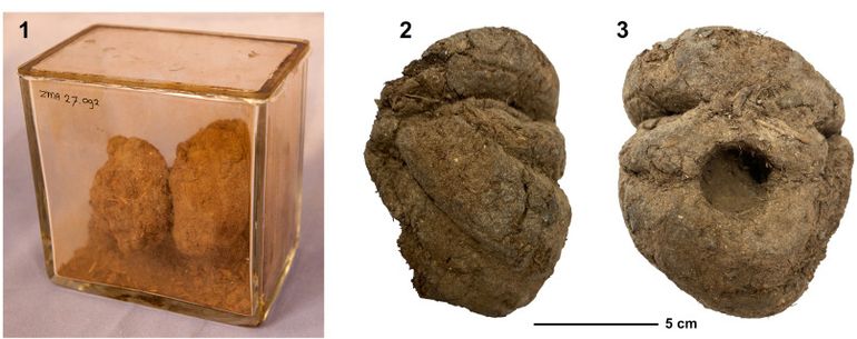 1: Twee Mylodon darwinii drollen uit de Mylodon-grot, Zuid-Chili. Het materiaal is opgeslagen in een gesloten container in de Kruimel Collectie van het Naturalis Biodiversity Center in Leiden. 2 en 3: Een drol die het boorgat toont waar het radiokoolstofmonster en pollenmonster van werd genomen