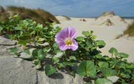 Saxifraga-Ed Stikvoort Zeewinde