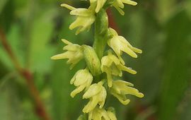 Jos Lammers en Joop Mourik Honingorchis