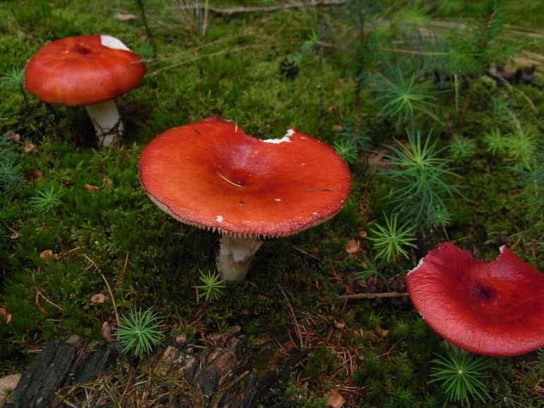 Appelrussula. De Appelrussula staat als 'kwetsbaar' op de Rode Lijst en groeit in naaldbossen met een goed ontwikkelde moslaag en een niet te hoog stikstofgehalte. Bijmenging met loofbomen vernietigt het voor de Appelrussula geschikte biotoop