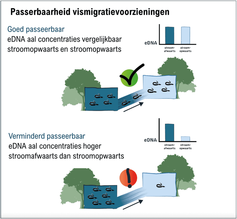 Schematische weergave onderzoeksmethodiek voor het bepalen van de passeerbaarheid van vismigratievoorzieningen
