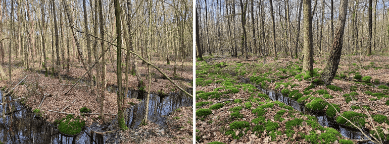 Twee voorbeelden van rabattenbossen met hoge waterstanden in het voorjaar, maar zonder veenmossen. Rechts wel met haarmos, een indicatie dat de condities hier te droog zijn voor veenmossen