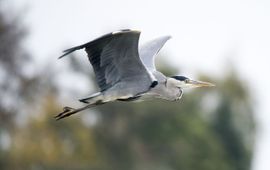 Blauwe reiger in de lucht