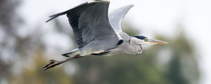 Blauwe reiger in de lucht