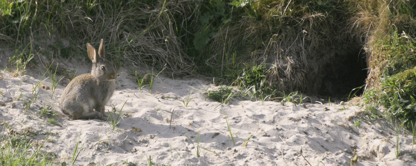 Met hun graven en grazen zijn konijnen uitstekende natuurbeheerders in de duinen.