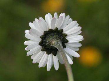 Bloeiwijze madeliefje