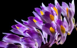 Pixabay Orchidee, Orchid