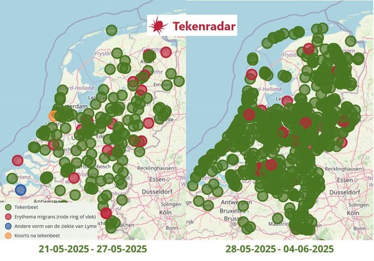 Linkerkaart: meldingen van tekenbeten en gevallen van de ziekte van Lyme via Tekenradar.nl in de week van 21 tot en met 27 mei 2025. Rechts de meldingen in de week erna, van 28 mei tot en met 4 juni 2025