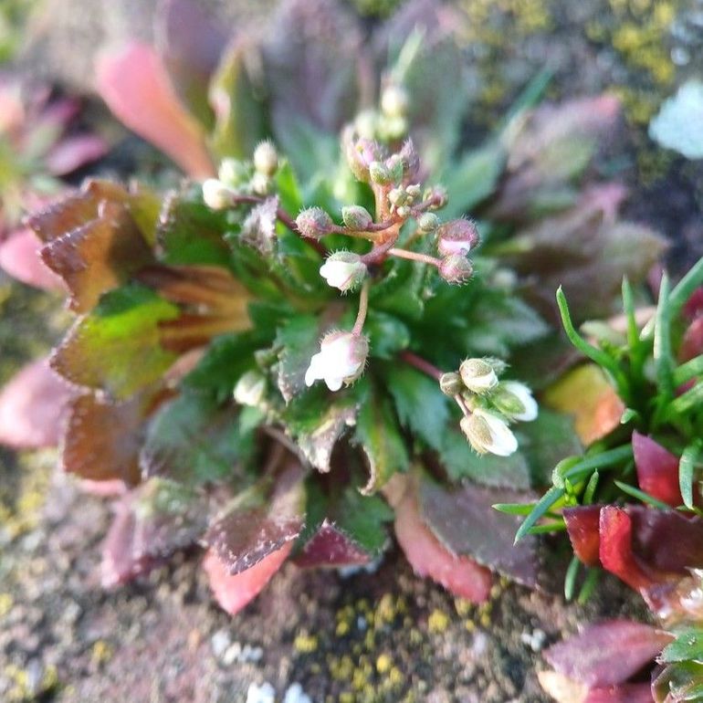 Deze vroegeling stond begin deze week al op het punt van bloeien