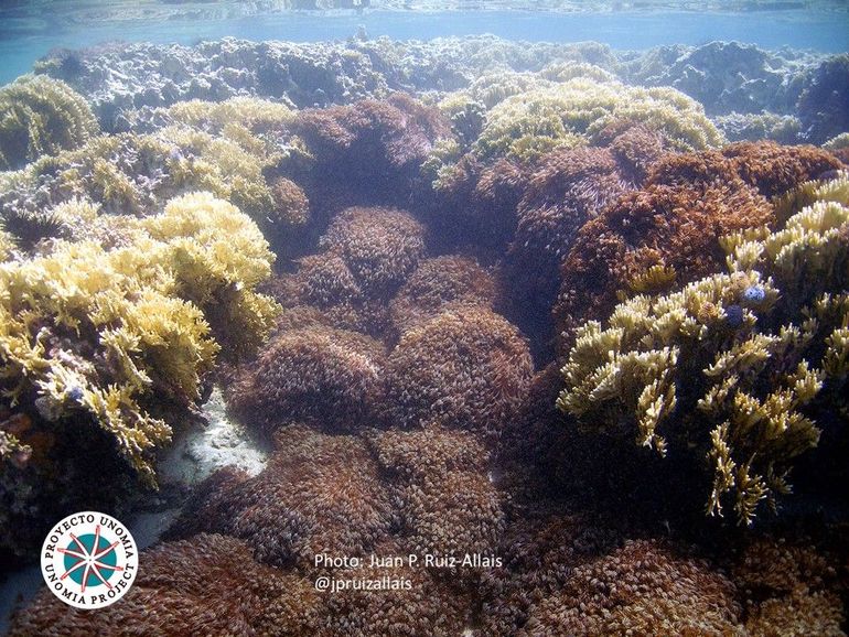 Unomia invasion Venezuela