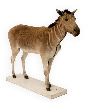 Quagga in de collectie