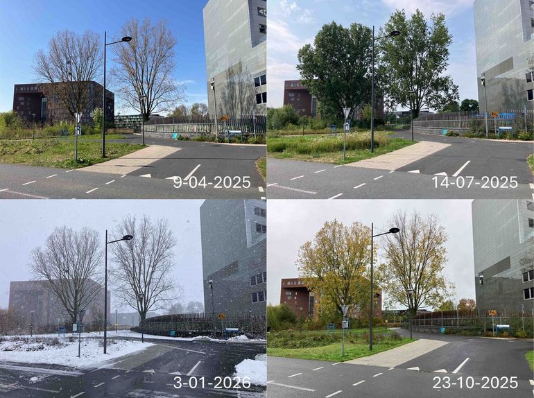 Twee populieren tussen het Forum- en Oriongebouw