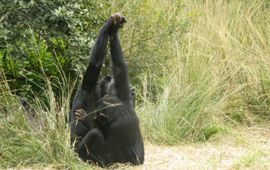 Handclasping chimpanzee