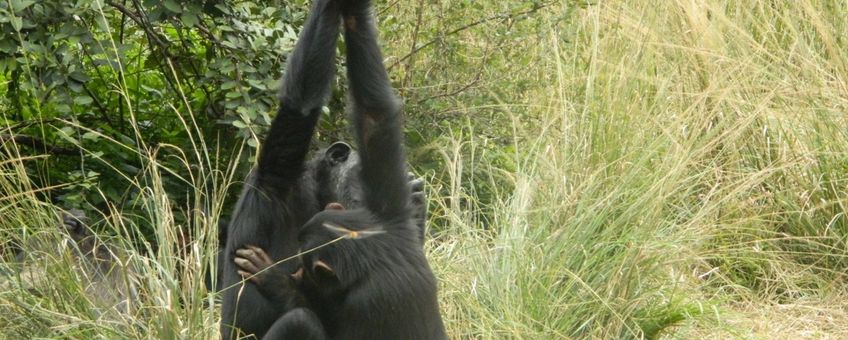 Handclasping chimpanzee