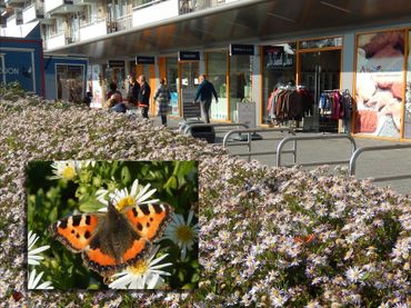 In het stedelijk gebied staat vaak nog veel te bloeien, zoals hier herfstaster op een winkelcentrum met een kleine vos