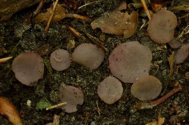Oudere exemplaren van de Violette modderbekerzwam