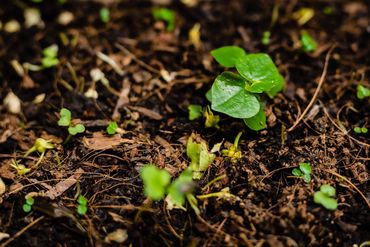 Opkomende plantjes