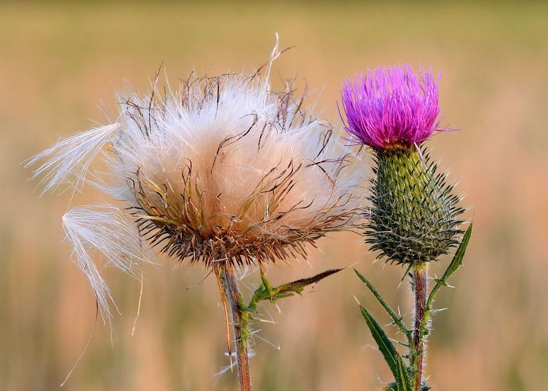 Bloem en zaden van de speerdistel