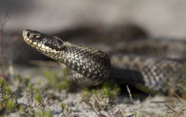 Vipera berus. Adder