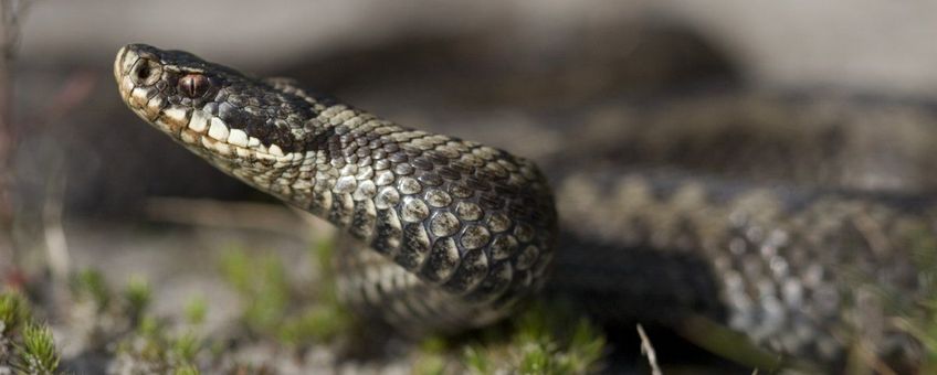 Vipera berus. Adder