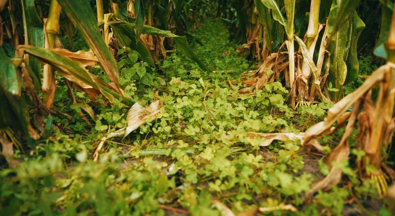 Klaveronderzaai in ma&iuml;s