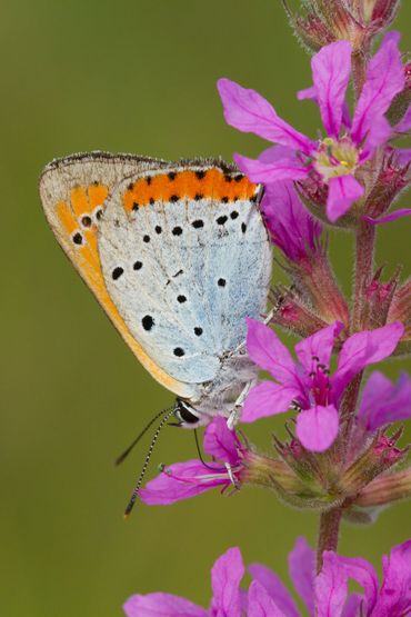 Grote vuurvlinder (Lycaena dispar)