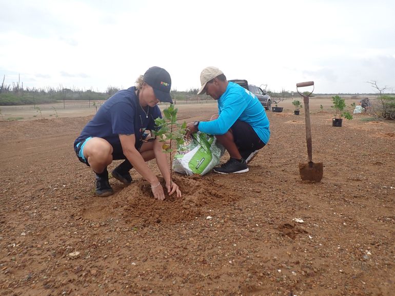 Members from Bonaire’s STINAPA and Aruba’s FPNA working together to plant buttonwood tree