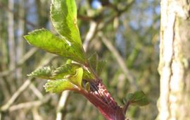 Fedor Gassner Bladontplooiing gewone vlier (Sambucus nigra)